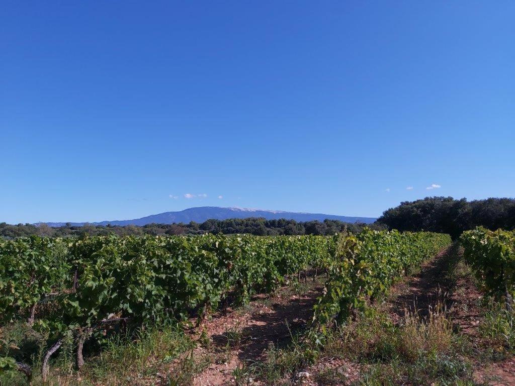 Gite Dans Les Pins Avec Piscine Mazan Exterior foto